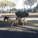 Amigos caninos, paseos y así